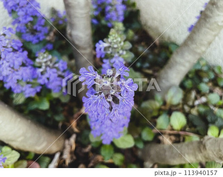 鮮やかな紫の花を咲かせた庭のセイヨウジュウニヒトエ3 鮮やかな紫の花を咲かせた庭のセイヨウジュウニヒトエ3 113940157