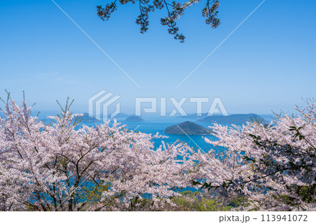 紫雲出山 桜満開 紫雲出山 桜満開 113941072