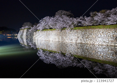 姫路城のライトアップ　桜満開　夜桜 113941727
