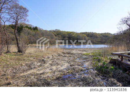 せたな町浮島公園の春 せたな町浮島公園の春 113941836