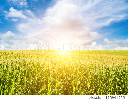 Green corn field and bright sunrise on blue sky. Green corn field and bright sunrise on blue sky. 113941936