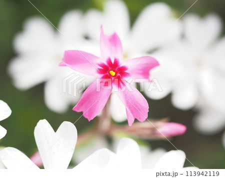 白い芝桜の中に咲く赤い芝桜 113942119