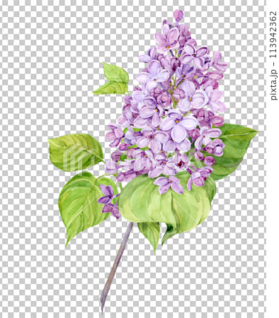 Watercolor illustration of lilac. Branch of purple syringa with leaves, flowers and buds. Fragrant spring flower on a white background. Botanical illustration for wedding invitation, greeting card. 113942362