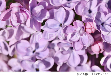 Background of blooming purple terry lilac. Soft focus 113942832