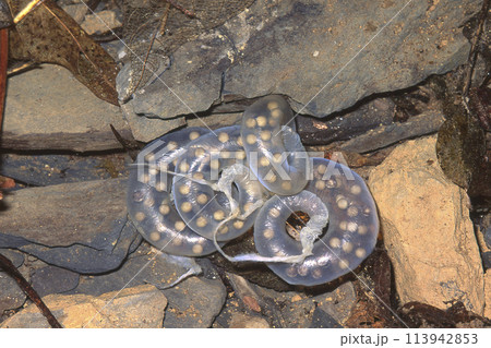 岩に産み付けられた2対のタゴサンショウウオの卵嚢 113942853