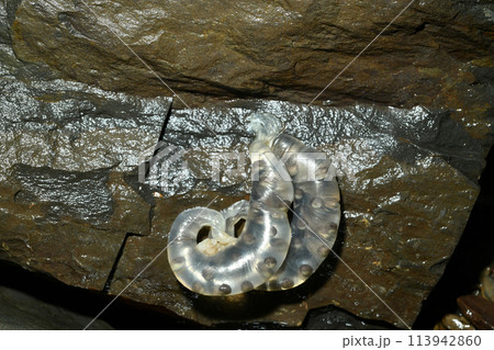 岩に産み付けられた2対のタゴサンショウウオの卵嚢 113942860