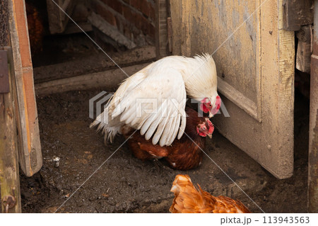Rooster and chicken mating or copulating. white rooster tramples red hen. cock tramples laying hen, sex 113943563