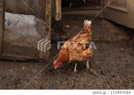 free range red brown chicken hen on wet ground on organic farm 113943564