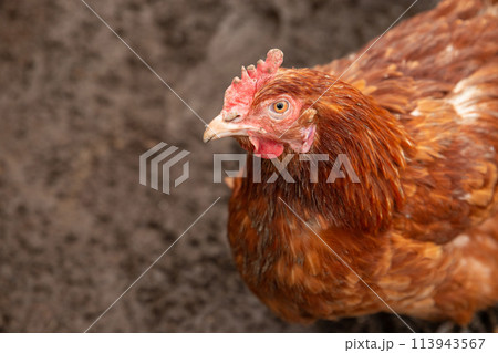 domestic hen looking at camera. head, eye, beak, portrait of red chicken against backdrop of wet earth. free range chickens domestic hen looking at camera. head, eye, beak, portrait of red chicken against backdrop of wet earth. free range chickens 113943567