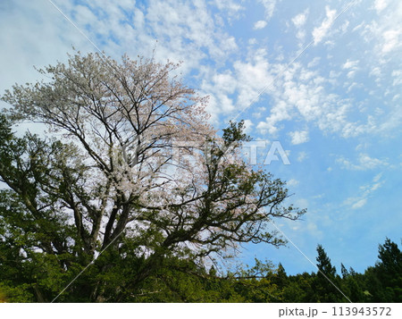 満開の矢木のカヤ桜 113943572