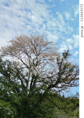 満開の矢木のカヤ桜 113943573