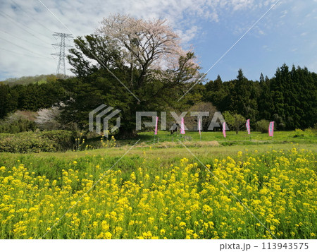 満開の矢木のカヤ桜 満開の矢木のカヤ桜 113943575