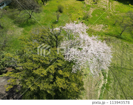 満開の矢木のカヤ桜 満開の矢木のカヤ桜 113943578