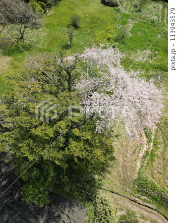 満開の矢木のカヤ桜 113943579
