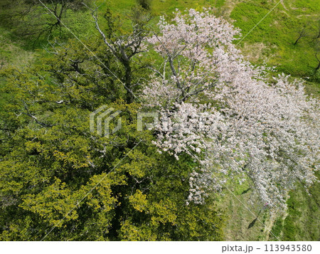 満開の矢木のカヤ桜 113943580