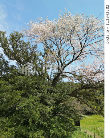 満開の矢木のカヤ桜 満開の矢木のカヤ桜 113943582