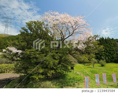 満開の矢木のカヤ桜 113943584