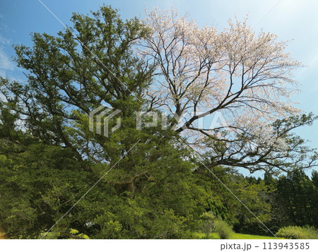 満開の矢木のカヤ桜 113943585