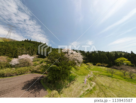 満開の矢木のカヤ桜 113943587