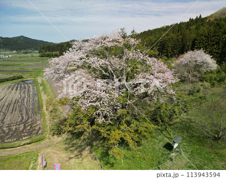 満開の矢木のカヤ桜 113943594