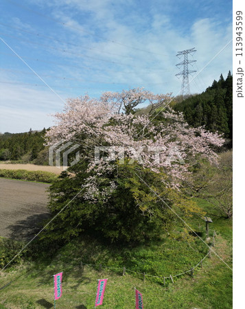満開の矢木のカヤ桜 113943599