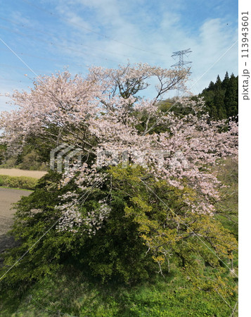 満開の矢木のカヤ桜 満開の矢木のカヤ桜 113943601