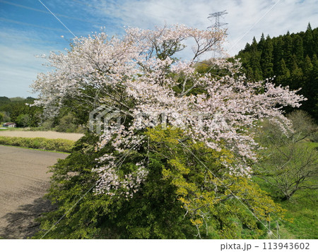 満開の矢木のカヤ桜 113943602