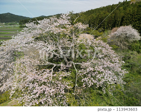 満開の矢木のカヤ桜 113943603
