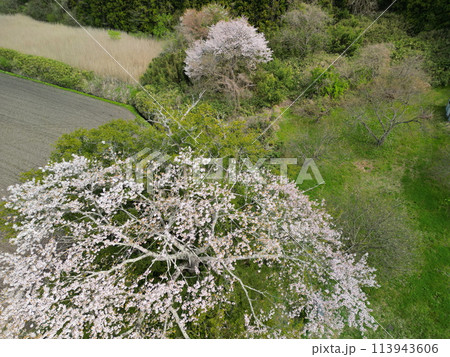 満開の矢木のカヤ桜 満開の矢木のカヤ桜 113943606