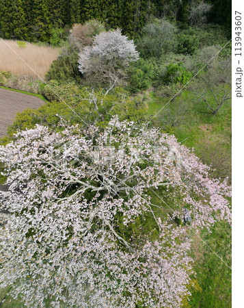 満開の矢木のカヤ桜 113943607