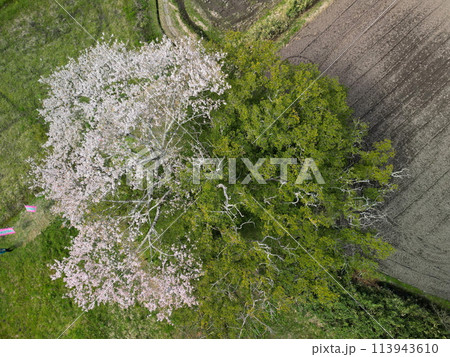 満開の矢木のカヤ桜 満開の矢木のカヤ桜 113943610