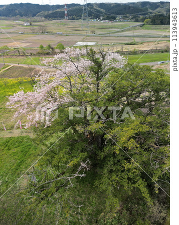 満開の矢木のカヤ桜 113943613