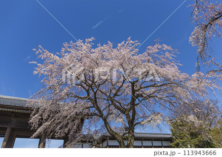しだれ桜の花　東郷寺　春の陽光に照らされるしだれ桜の花 113943666