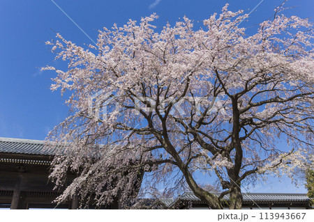 しだれ桜の花 東郷寺 春の陽光に照らされるしだれ桜の花 しだれ桜の花 東郷寺 春の陽光に照らされるしだれ桜の花 113943667
