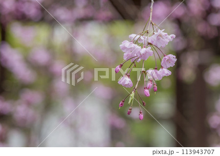 しだれ桜の花 春の陽光に照らされるしだれ桜の花 大国魂神社 しだれ桜の花 春の陽光に照らされるしだれ桜の花 大国魂神社 113943707