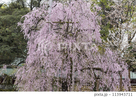 しだれ桜の花　春の陽光に照らされるしだれ桜の花　大国魂神社 113943711