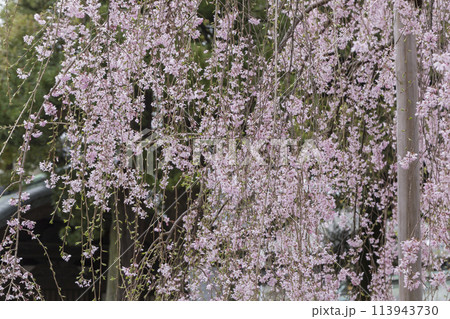 しだれ桜の花　春の陽光に照らされるしだれ桜の花　大国魂神社 113943730