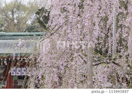 しだれ桜の花　春の陽光に照らされるしだれ桜の花　大国魂神社 113943897