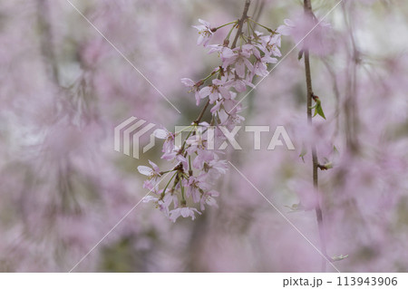 しだれ桜の花 春の陽光に照らされるしだれ桜の花 大国魂神社 しだれ桜の花 春の陽光に照らされるしだれ桜の花 大国魂神社 113943906