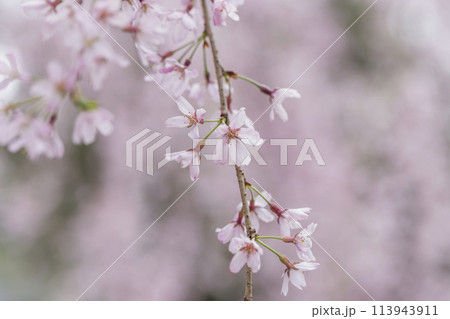 しだれ桜の花　春の陽光に照らされるしだれ桜の花　大国魂神社 113943911