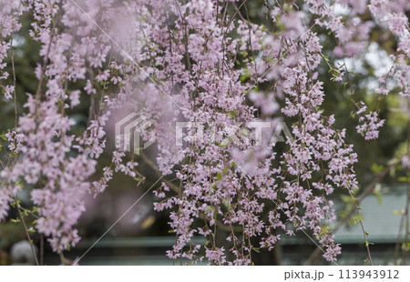 しだれ桜の花　春の陽光に照らされるしだれ桜の花　大国魂神社 113943912
