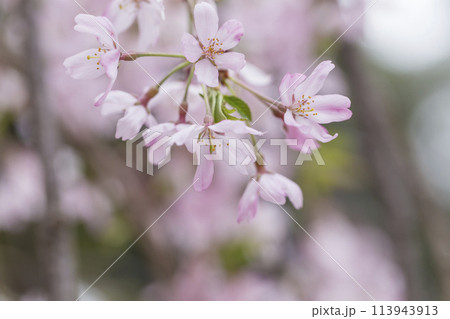 しだれ桜の花　春の陽光に照らされるしだれ桜の花　大国魂神社 113943913