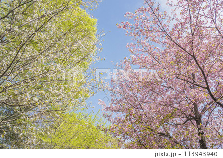 しだれ桜の花 八重桜 春の陽光に照らされるしだれ桜の花 しだれ桜の花 八重桜 春の陽光に照らされるしだれ桜の花 113943940