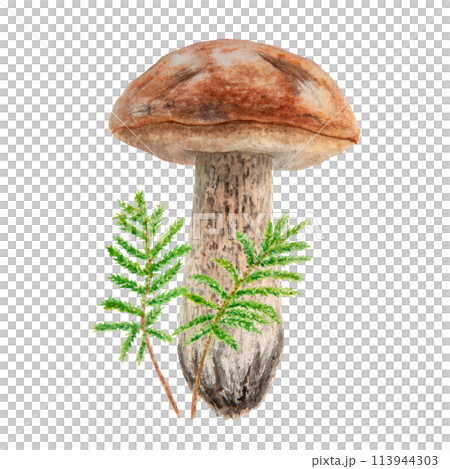 Wild mushroom and moss watercolor hand drawn botanical realistic illustration. Forest boletus isolated on white background. Great for printing on fabric, postcards, invitations, menus 113944303