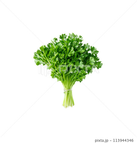 Fresh green parsley leaves delicate stems vivid color natural arrangement Food and culinary concept 113944346
