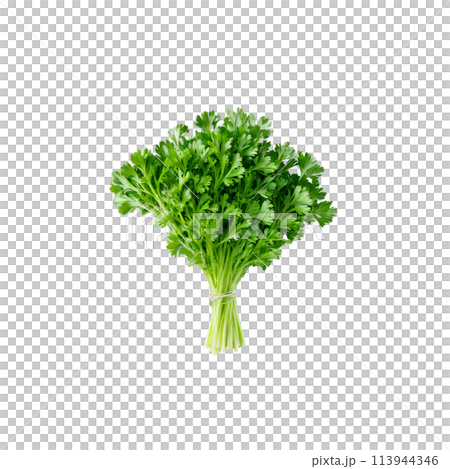 Fresh green parsley leaves delicate stems vivid color natural arrangement Food and culinary concept 113944346