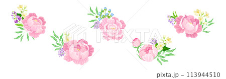 Colorful Peony Flower Buds with Showy Petals Vector Set 113944510