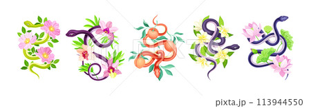Graceful Snakes Coiled Around Beautiful Blooming Flower and Foliage Vector Set 113944550