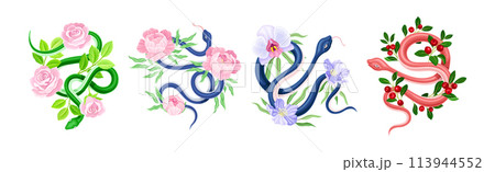 Graceful Snakes Coiled Around Beautiful Blooming Flower and Foliage Vector Set Graceful Snakes Coiled Around Beautiful Blooming Flower and Foliage Vector Set 113944552