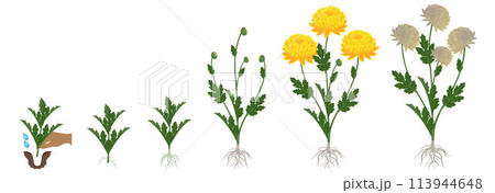 Cycle of growth of a yellow chrysanthemum flowers isolated on a white background. Cycle of growth of a yellow chrysanthemum flowers isolated on a white background. 113944648